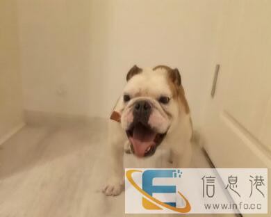 英国斗牛犬钟公对外开炮