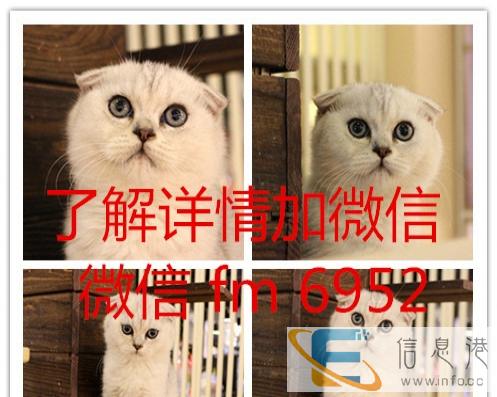 蓝猫英短猫苏格兰折耳猫蓝白乳白双血统幼猫乳白幼猫小猫