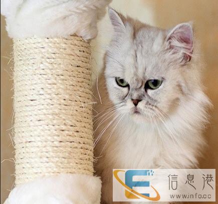 出售品相漂亮性格非常黏人高贵漂亮金吉拉猫