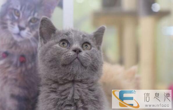 出售胖嘟嘟可爱蓝猫,黏人性格又喜欢跟主人打闹