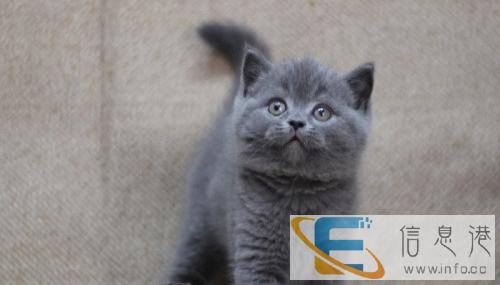 长期出售进口繁育柯尼斯卷毛猫和布偶猫grh