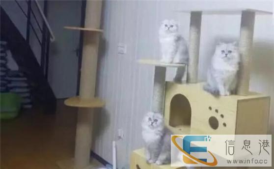 较棒的美金吉拉在这 他们都选这家 精品虎斑 有口皆碑