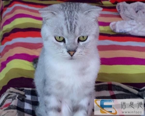 英短银渐层幼猫