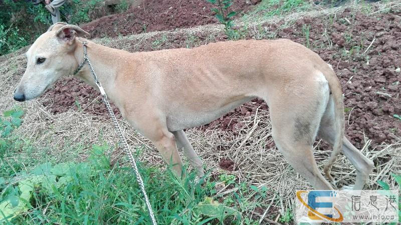 纯种健康格力犬