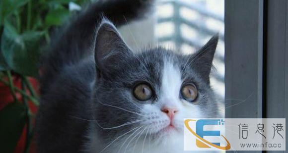 厉害了我的喵喵 自家繁殖 折耳 渐层 金吉拉 加菲等