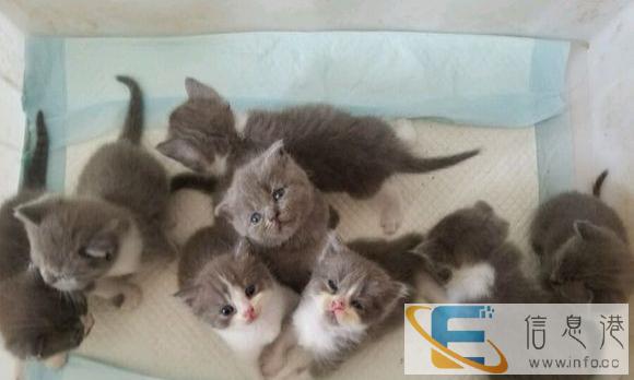 猫舍出售纯种健康英短公母均有 可签健康协议