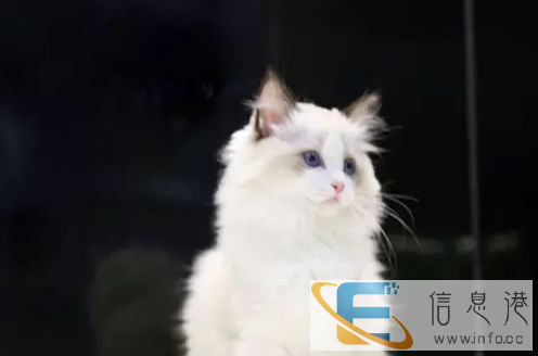 批发英短蓝猫蓝白渐层美短,养殖户直供异地发空运