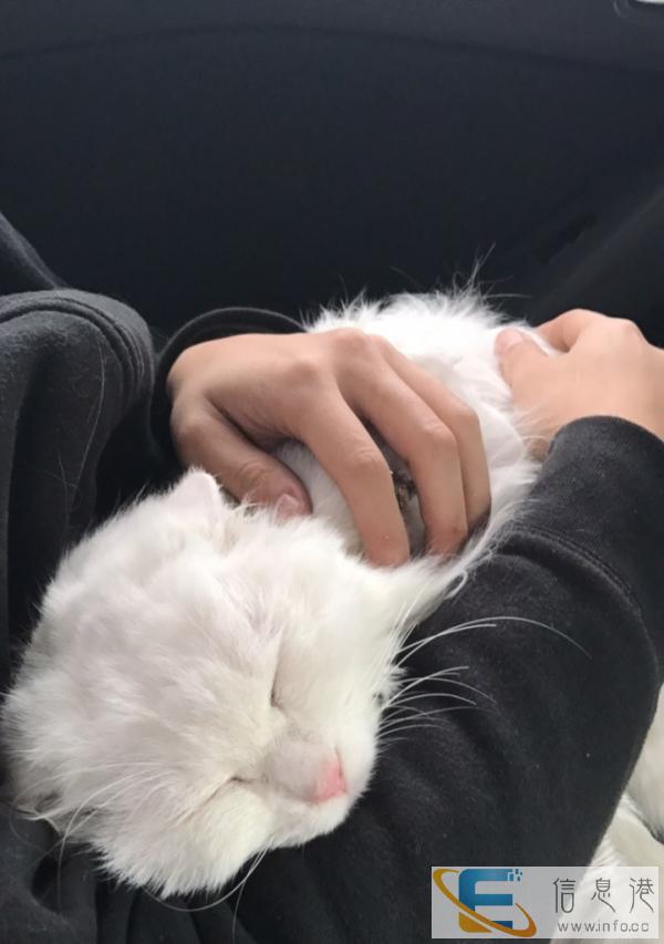 转让一只11月大的临清狮猫