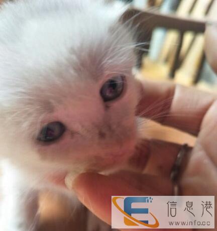 长毛蓝眼晴幼猫