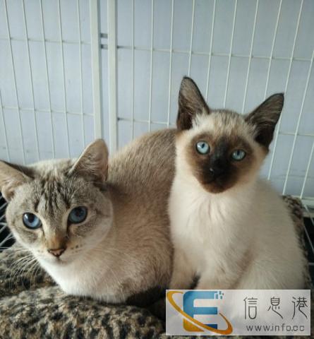 纯种挖煤工暹罗震撼降临、赶快带回家吧虎斑暹罗猫