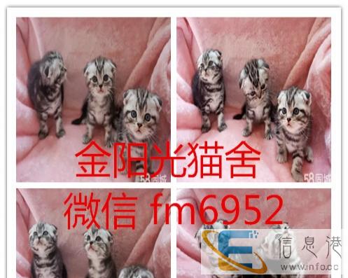 英短银渐层母 纯种英短蓝猫 纯种 幼猫英短蓝猫幼猫纯种