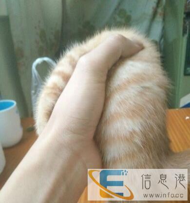 一个月大杂交美短豹斑