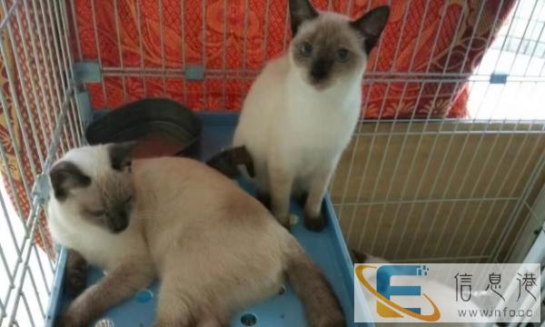 暹罗猫 蓝色重点 2个半月