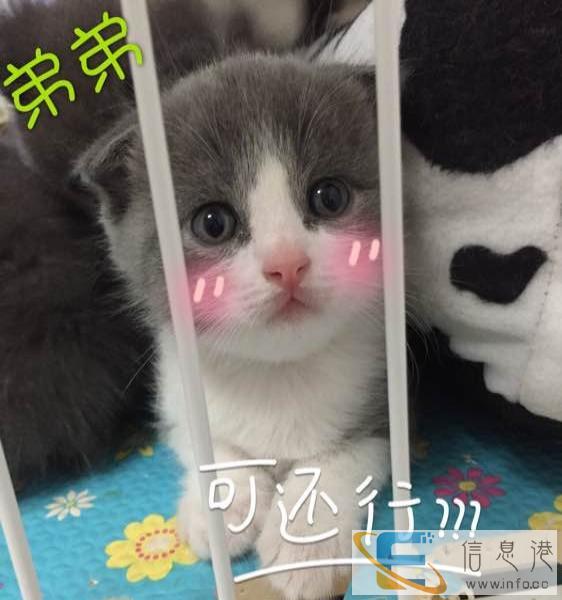 品质保障 诚信服务 专营蓝猫 布偶 金吉拉 英美短等