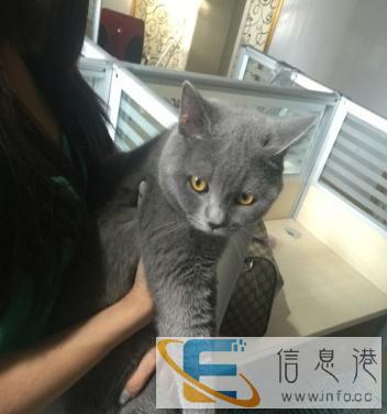 蓝猫一岁可生育
