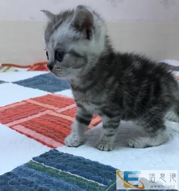 满月美短宝宝找主人