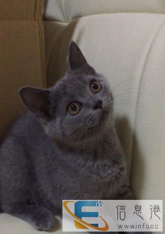 出售纯种蓝猫小帅哥一只