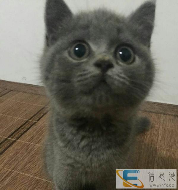 专业繁育纯种大包子脸蓝猫 蓝白折耳