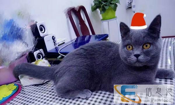 纯种蓝猫幼崽出售