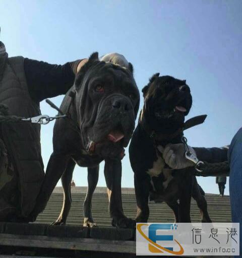 护卫犬卡斯罗