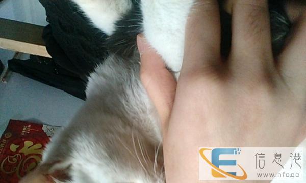急 赠送猫咪