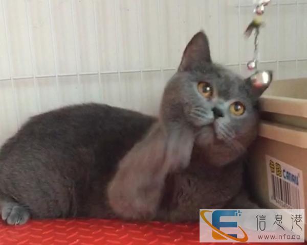 小蓝猫公母全有