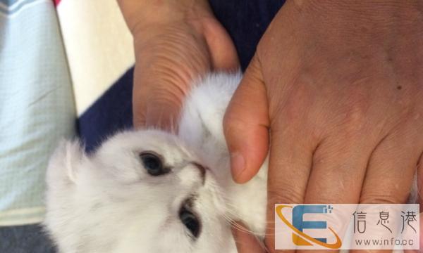 英短渐层萌宝求铲屎官