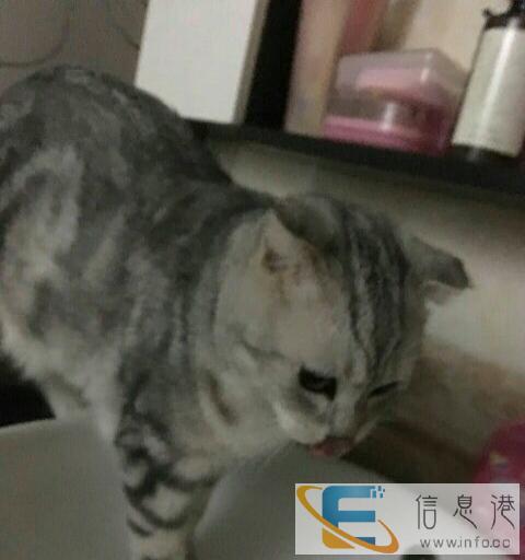 自家折耳美国虎斑猫出售