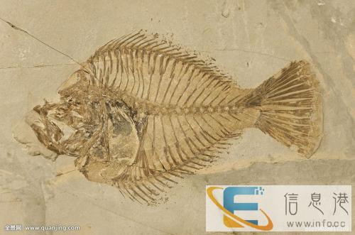 四川正规私人常年免费鉴定收购古玩古董当天快速交易