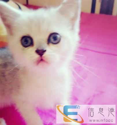 自家养的小英短,加菲