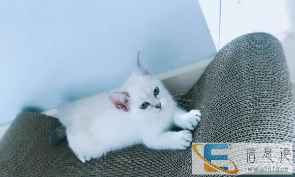 英短银渐层一公二母出售