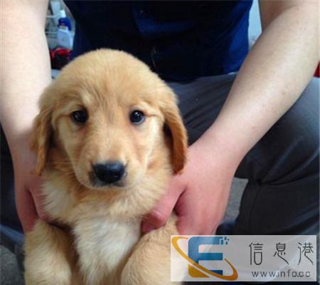 基地直销一一一宠物真的很便宜一一一提供防疫证明