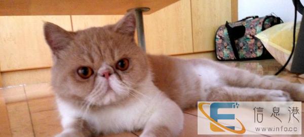 家养加菲猫小母, 冠军后代,价格美丽