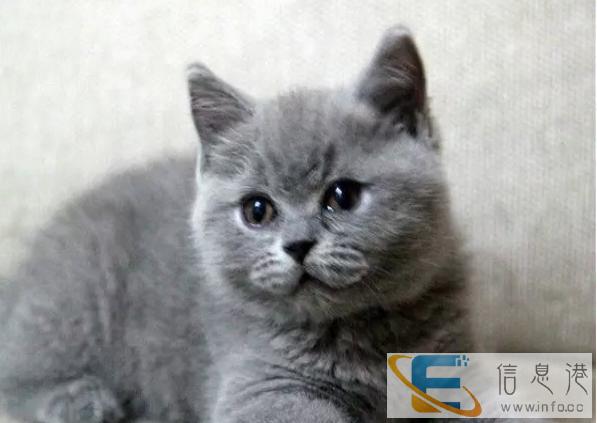 精品蓝猫宝宝 萌 品相好 健康纯种 欢迎挑选