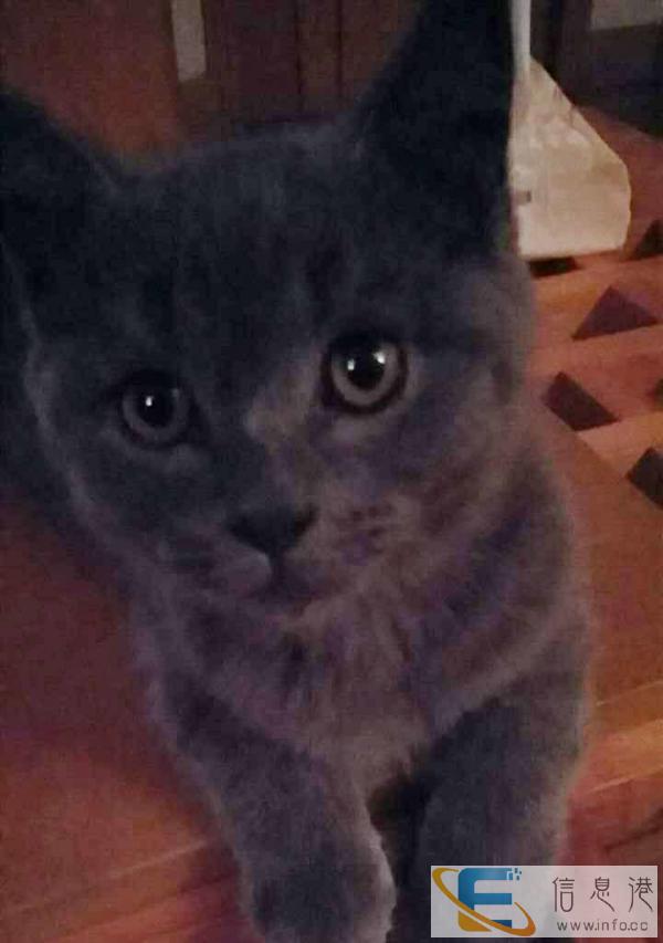 出售自家公蓝猫、蓝白母猫 怀孕含泪割舍