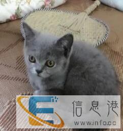 给一只自家养的英短蓝猫公找新家