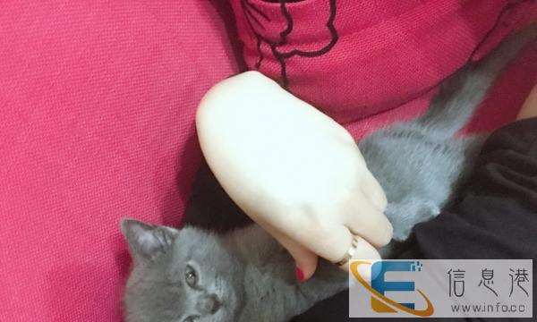 英短猫蓝猫三个月