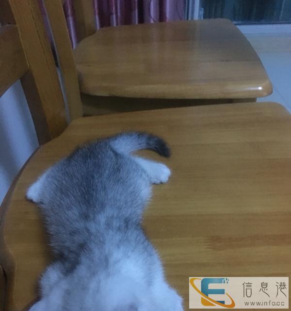 英国短毛银渐层