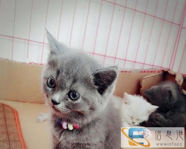 果冻猫舍 新货 渐层 蓝猫