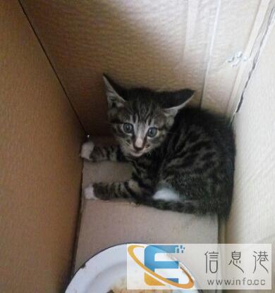 家里刚断奶的小猫送人