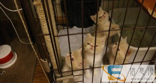 自家繁殖小加菲