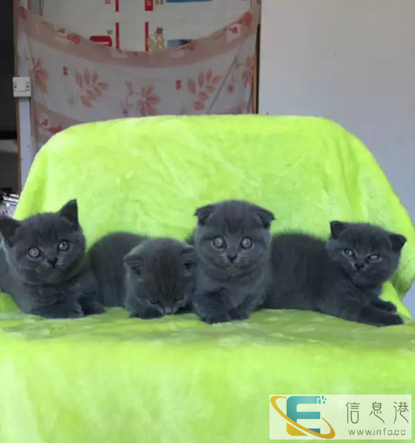 家养蓝猫可见父母