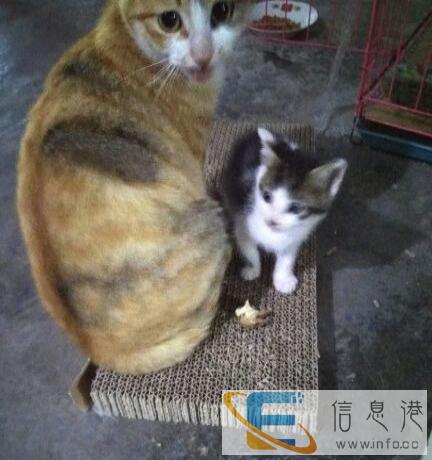 可爱的喵星人领养