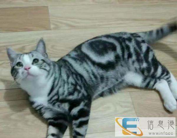 家养3个半月美短找新家 宁波 疫苗2针已做放心接