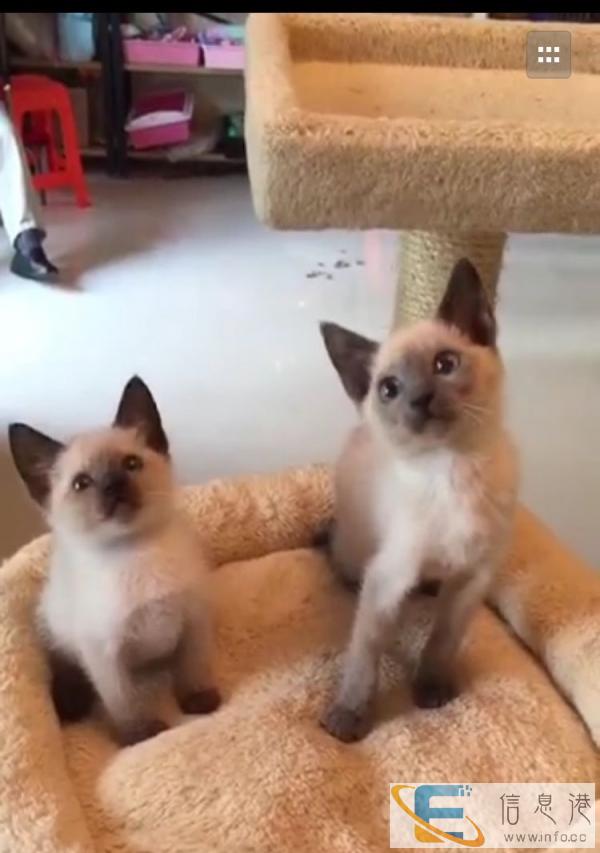 想买一条蓝猫或者暹罗猫