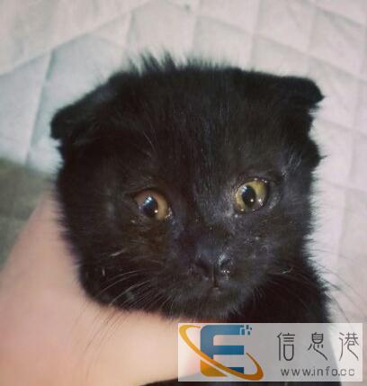 折耳小黑招铲屎官