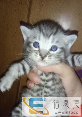 美短弟弟寻找新家