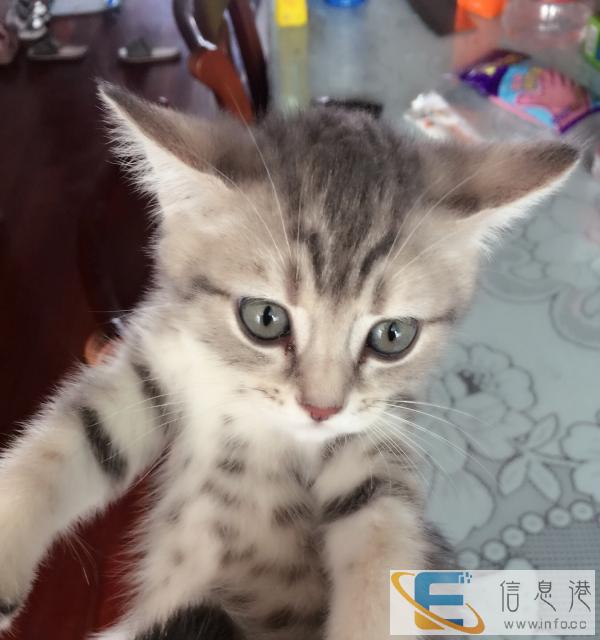猫咪幼稚找新家