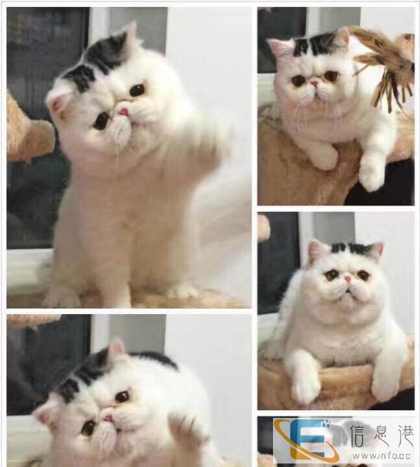 自家繁殖加菲宝宝出售活泼可爱