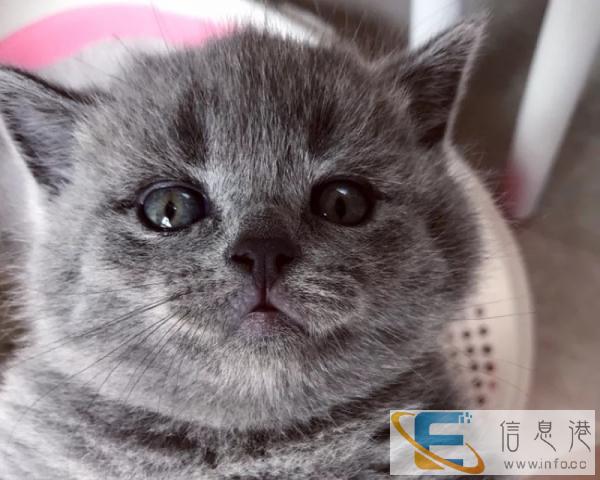 自家纯种蓝猫要的速度